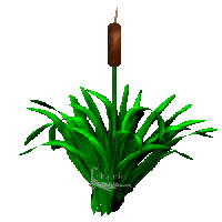 Schilf